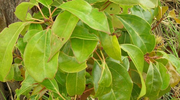 A short bush of camphor laurel with large leaves.