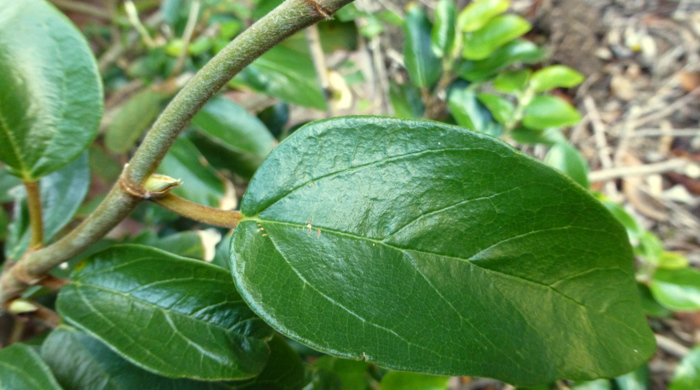 Close up of a creeping fig leaf.