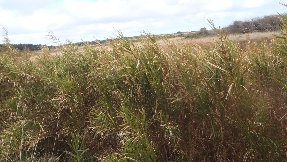 Phragmites karka stand.