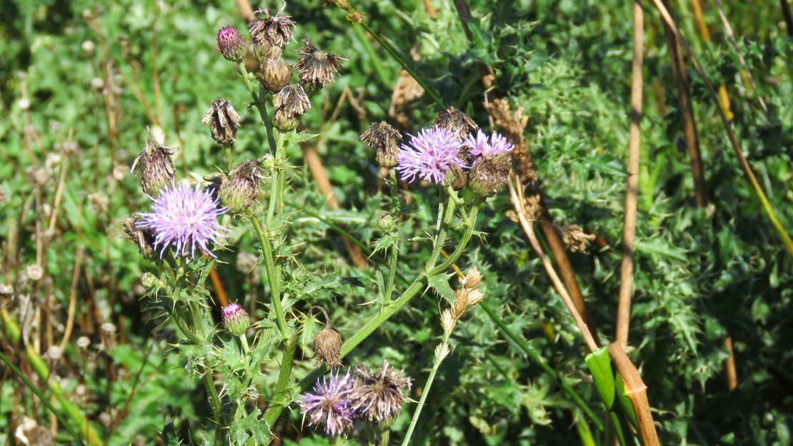 Three Californian thistle flower heads in bloom.