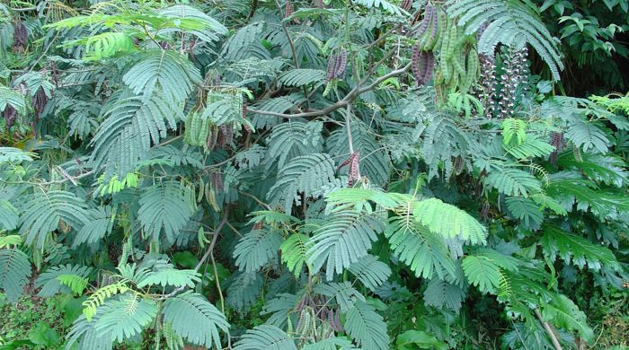 A sprawling brush wattle with leafy branches. 