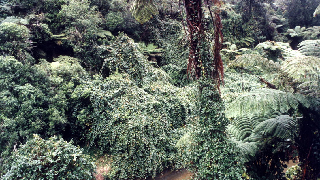 Wild Kiwifruit growing over plants in a gully.