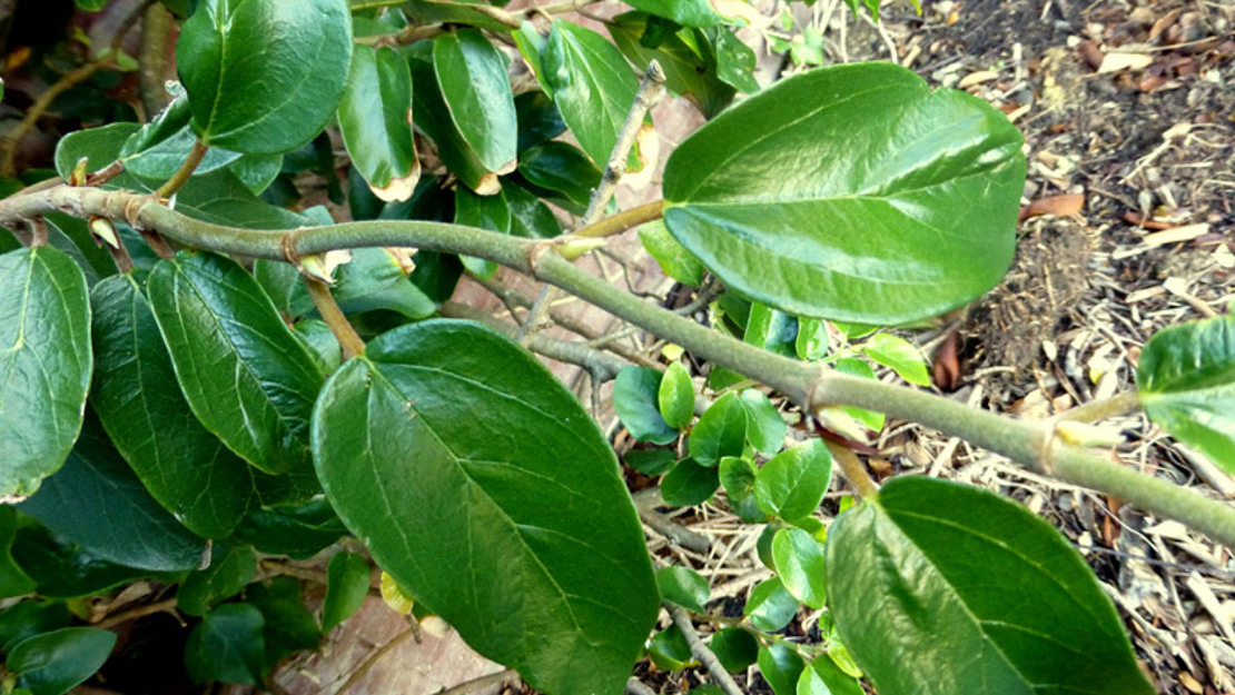 Close up of a branch of creeping fig.