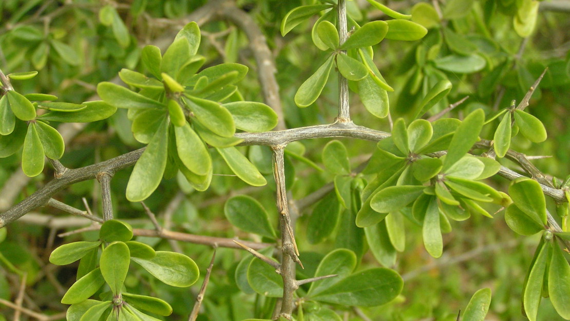 Boxthorn tree with slightly curled leaves. 