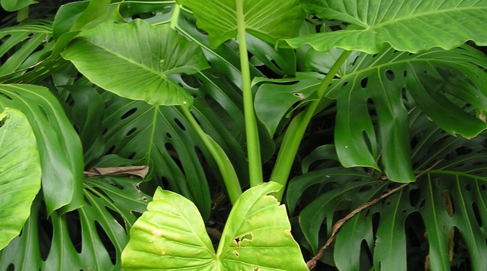 Elephants ear showing its large leaves.