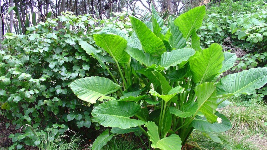 Large clump of elephants ear.