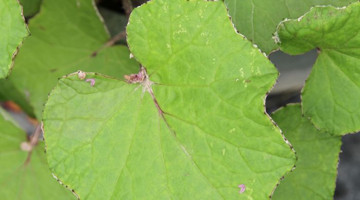 Close up of a coltsfoot leaf.