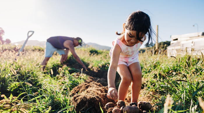 A young girl bends down to pick up a potato that has been dug out of the soil. Behind her is a man leaning over, working in the rural maara (garden).