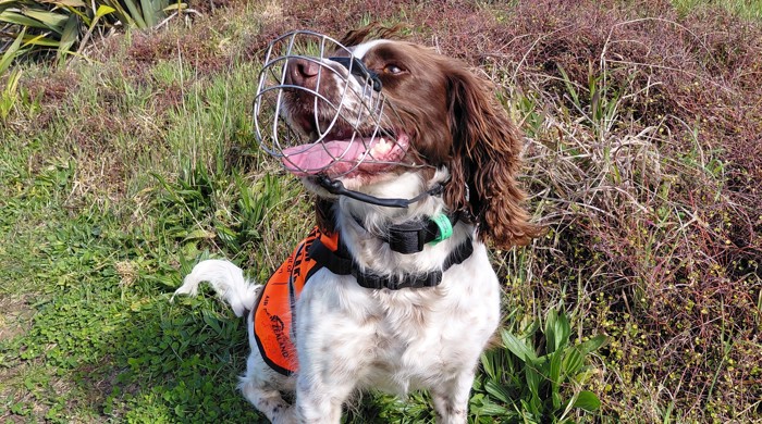 Conservation dog, Lilly, wearing work gear