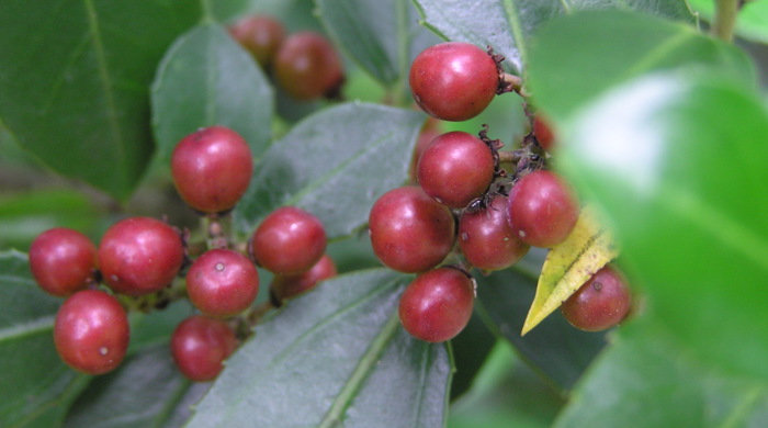 Close up on a cluster of rhamnus berries.
