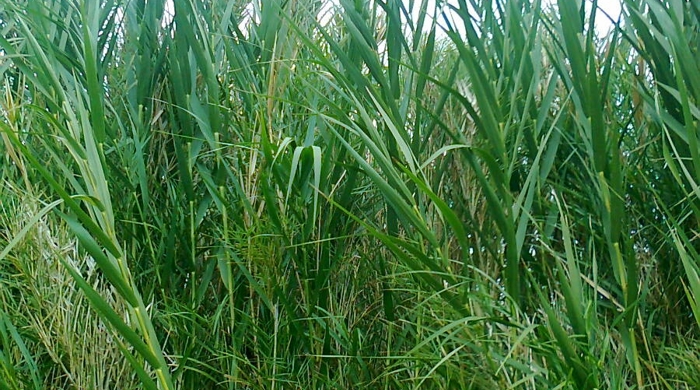 Phragmites karka stems in a clump.