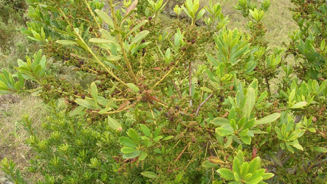 A fire tree growing in the wild.