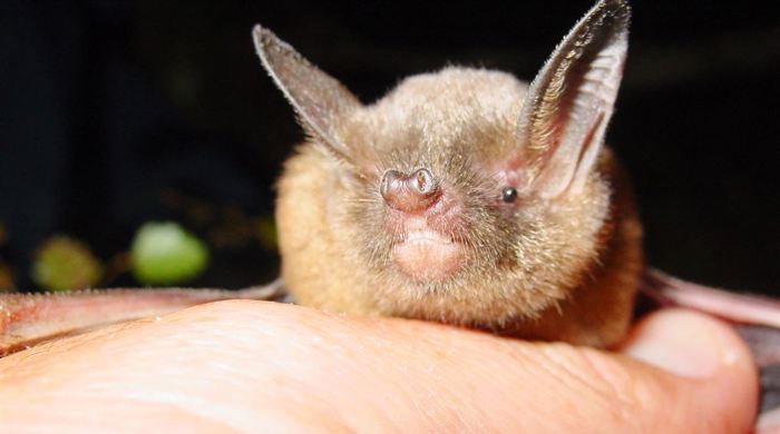 Front view of a native New Zealand bat