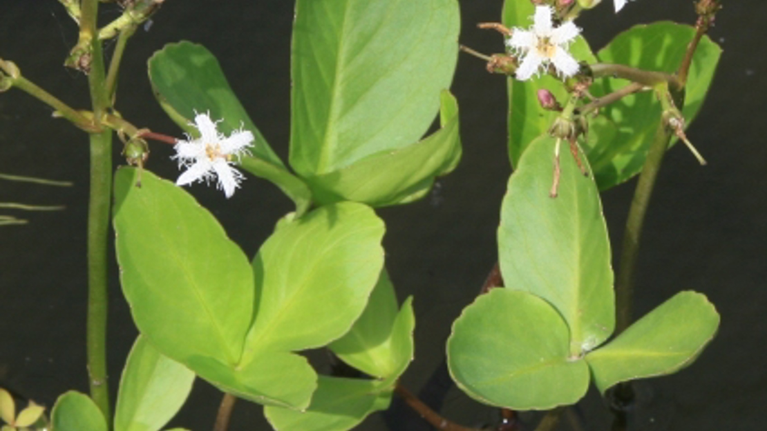 A collecting of three leaved bogbean stalks with small hairy white flowers.