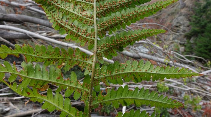 Underside of Male Fern frond with sori.