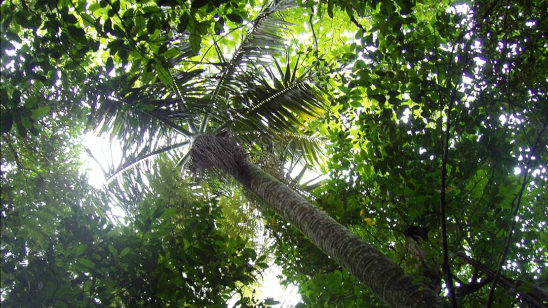 A tall bangalow palm.