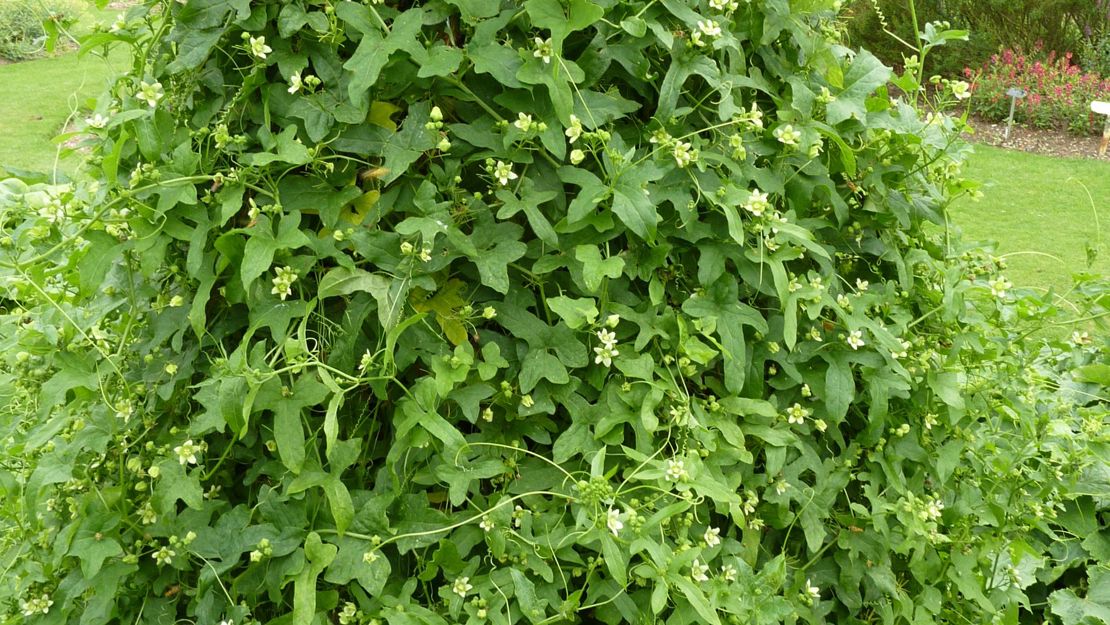 White Bryony growing over another plant.