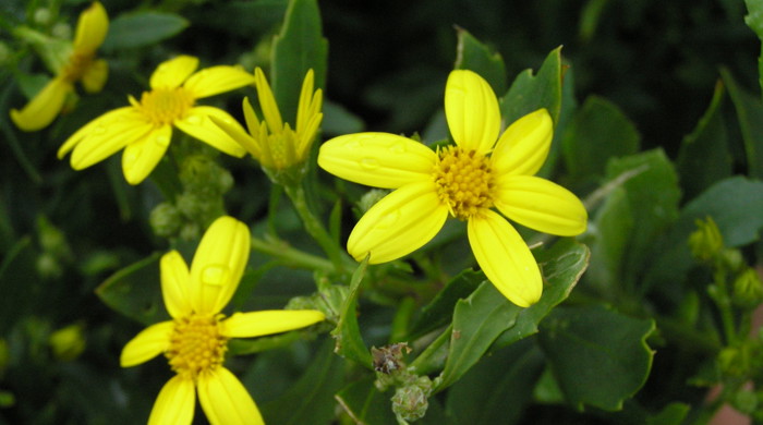 Yellow flowers of the boneseed plant. 