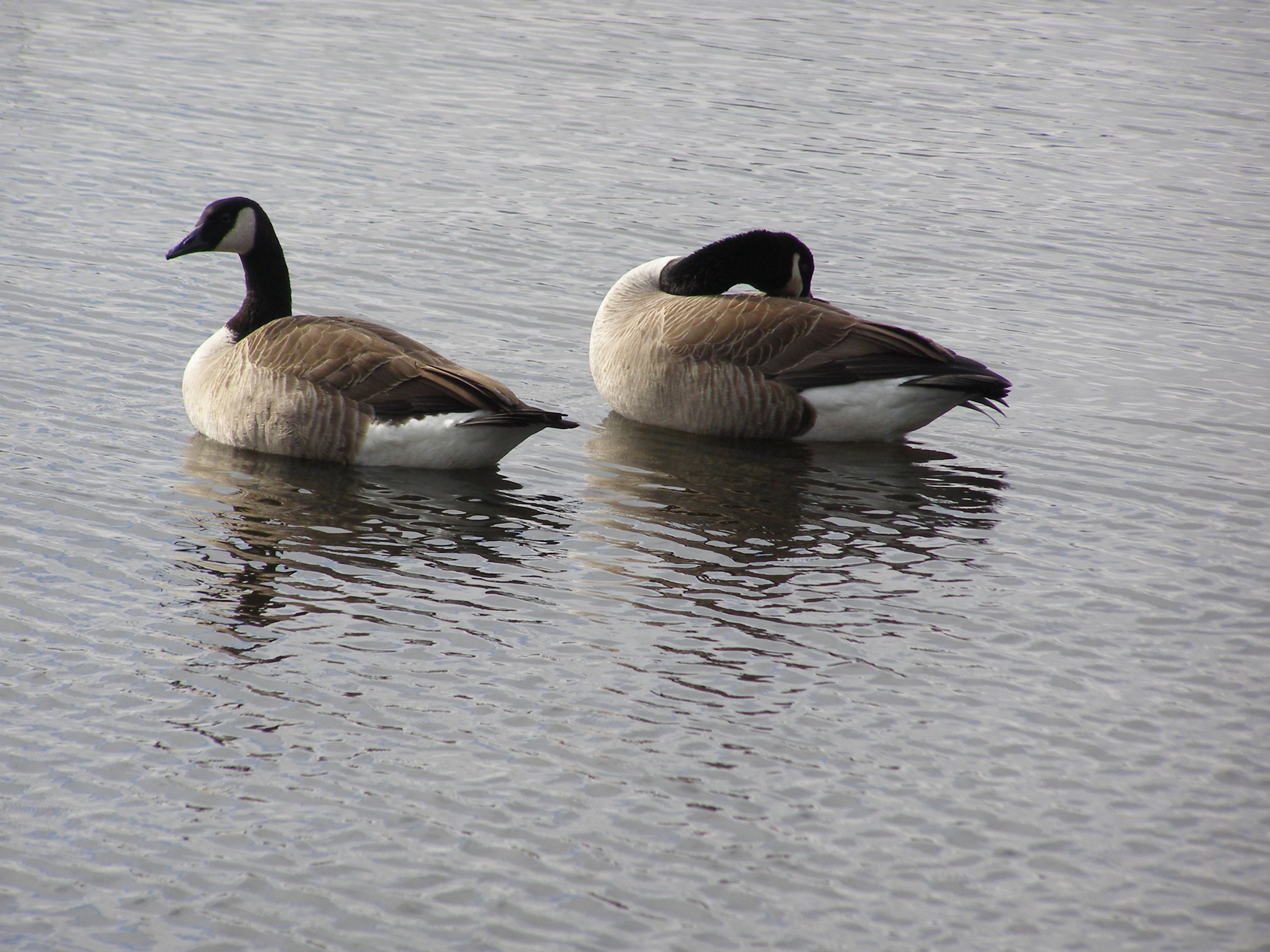 Canada goose shop 01 kg