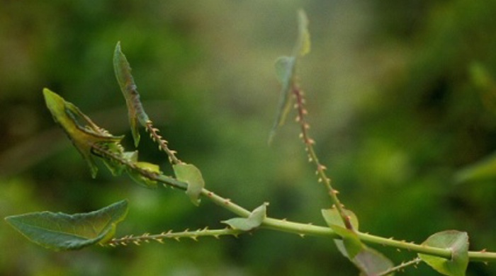 Close up of the pointy leaves of the devil's tail.