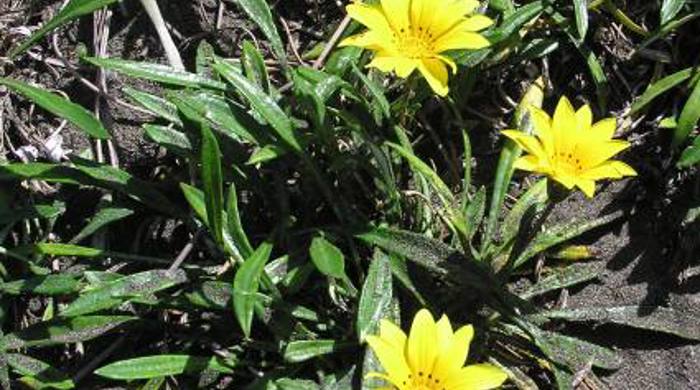 Close up of a small gazania shrub.