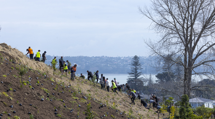 Many people can be seen planting a sloped area with native plants laid out ready for them.