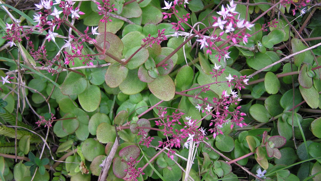 Pitted crassula leaves and flowers.