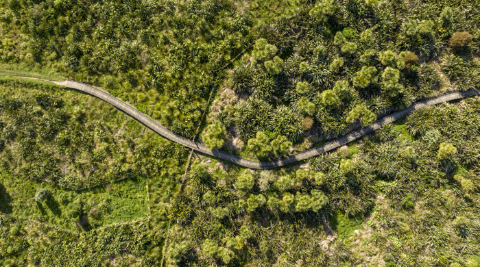 An aerial view looking down on a boardwalk that curves through a large native planting.