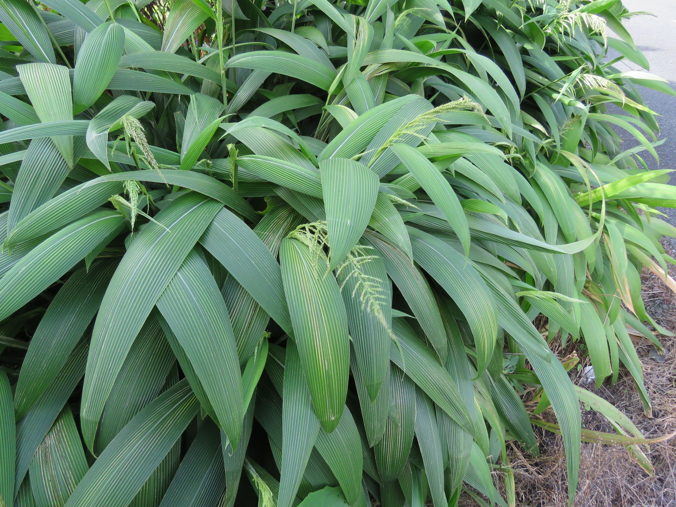 Palm grass shop