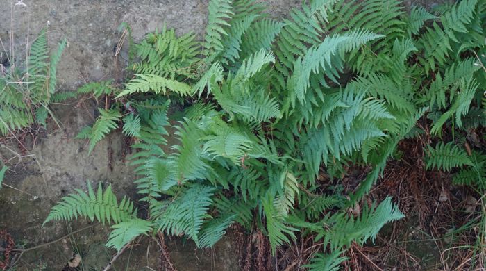 Male Fern growing on clay bank.