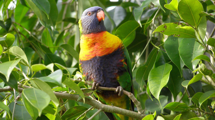 Rainbow lorikeet looking towards camera.