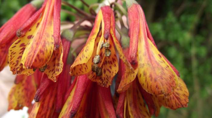 Close up of one bomarea flower with darker spots on its tips.