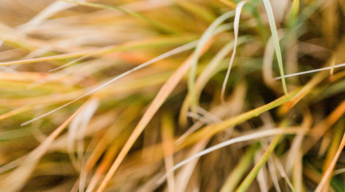 A close-up of native sea grass, with many fine green- and orange-coloured leaves captured.