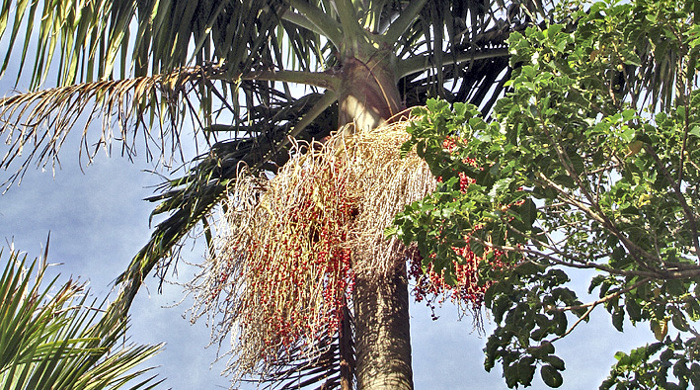 Looking up at a bangalow palm.