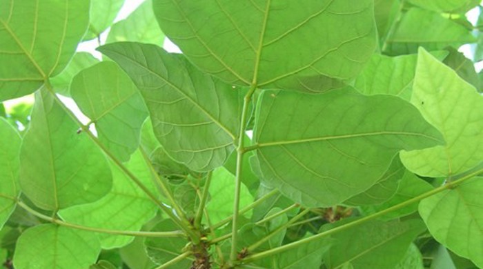 Close up of the underside of coral tree leaves.