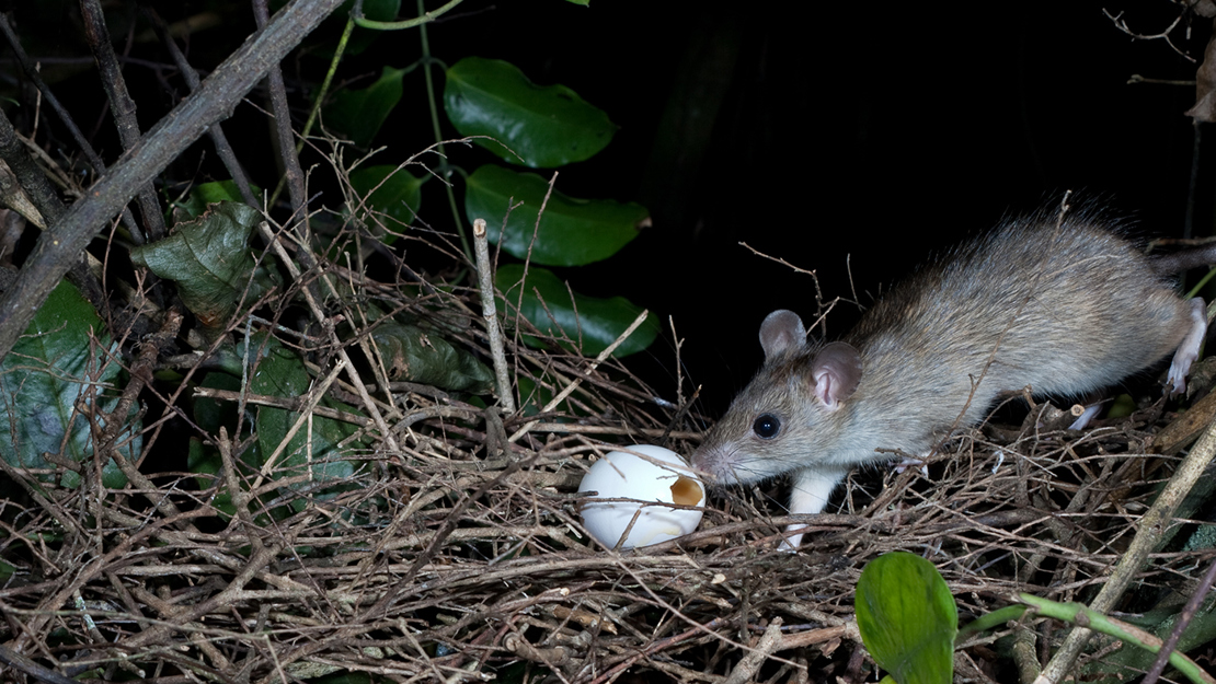 A rat sniffing an egg in a nest.