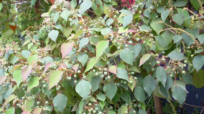 Queensland poplar tree with lots of berries.