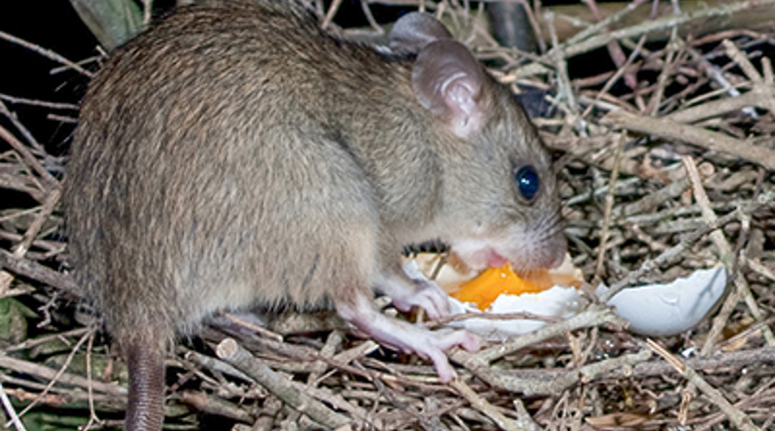 A rat in a bird nest eating the yolk of an open egg.