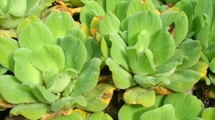 A mat of Water Lettuce on the surface of water.