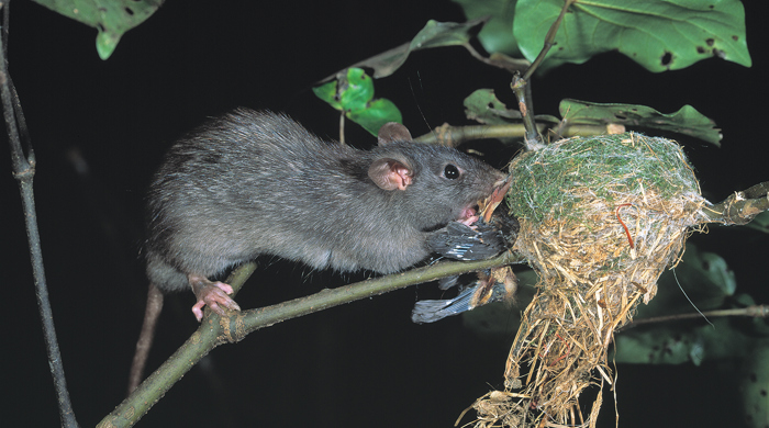 A rat on a branch, reaching into a nest.