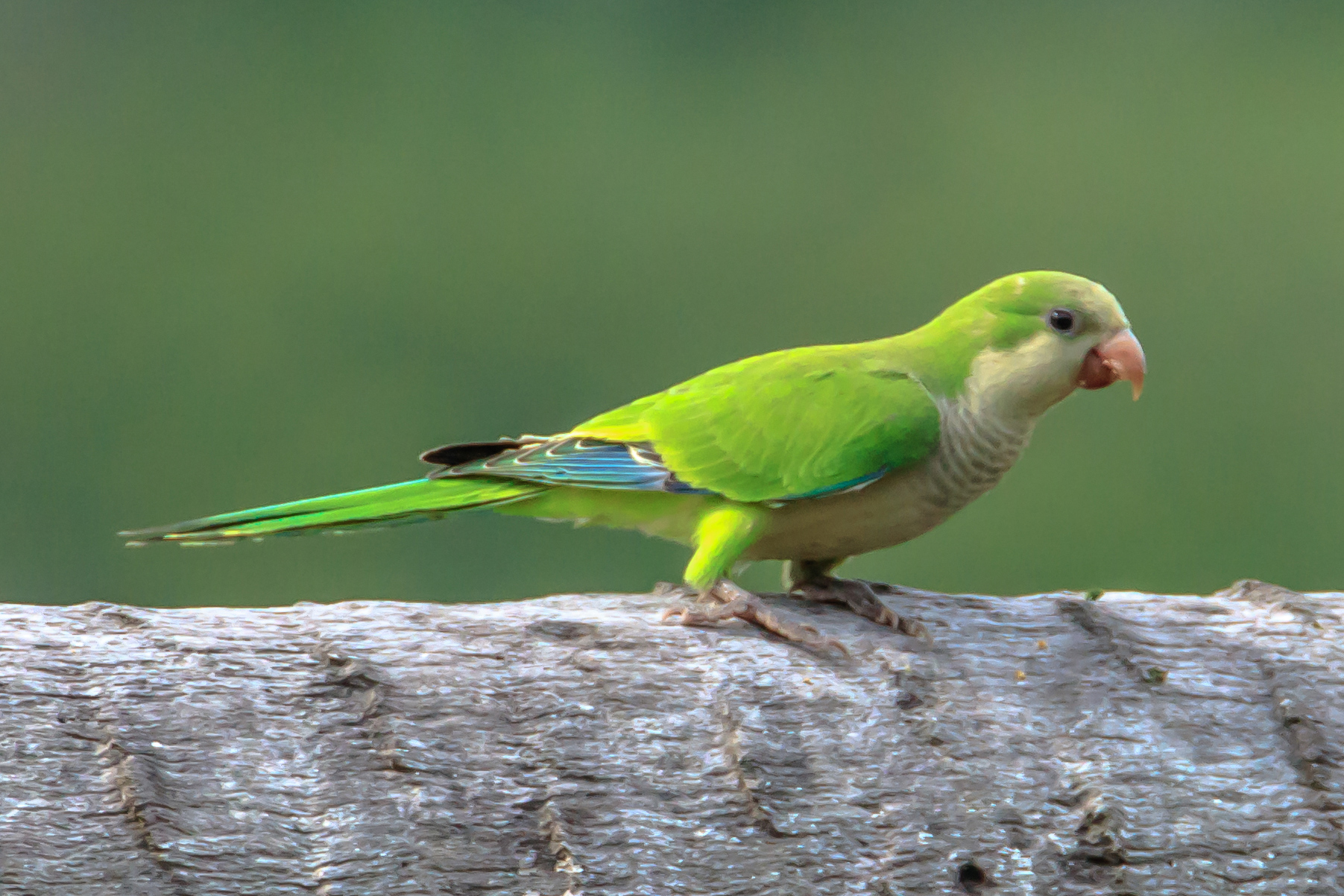 Monk parakeet 2024