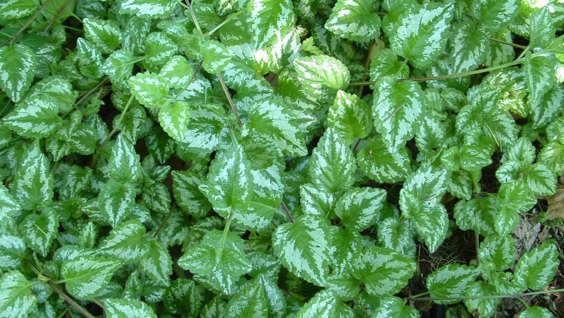 Crawling vines of the Artillery Plant.