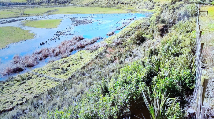 A large sloped area full of vegetation.