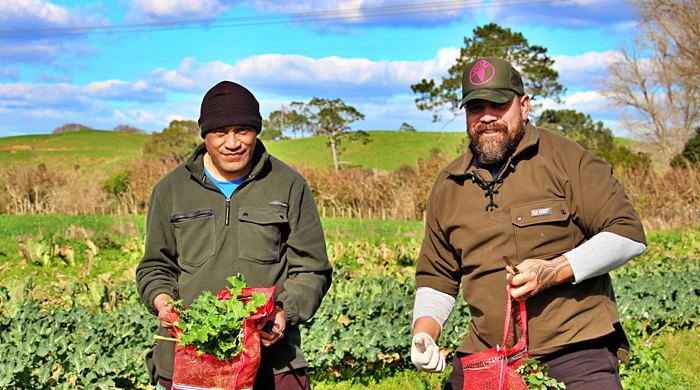 Two men are harvesting vegetables. They are standing together holding red bags full of green vegetables from the maara kai behind them.