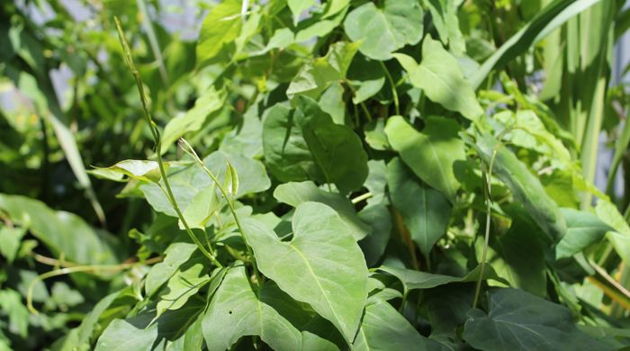 Convolvulus smothering plants.